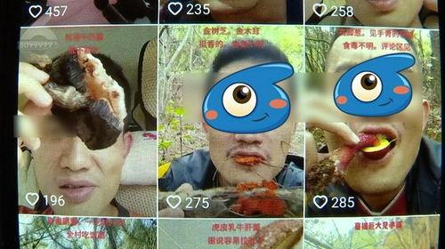 野生菌爆料视频,揭秘大自然的菌类宝藏  第1张